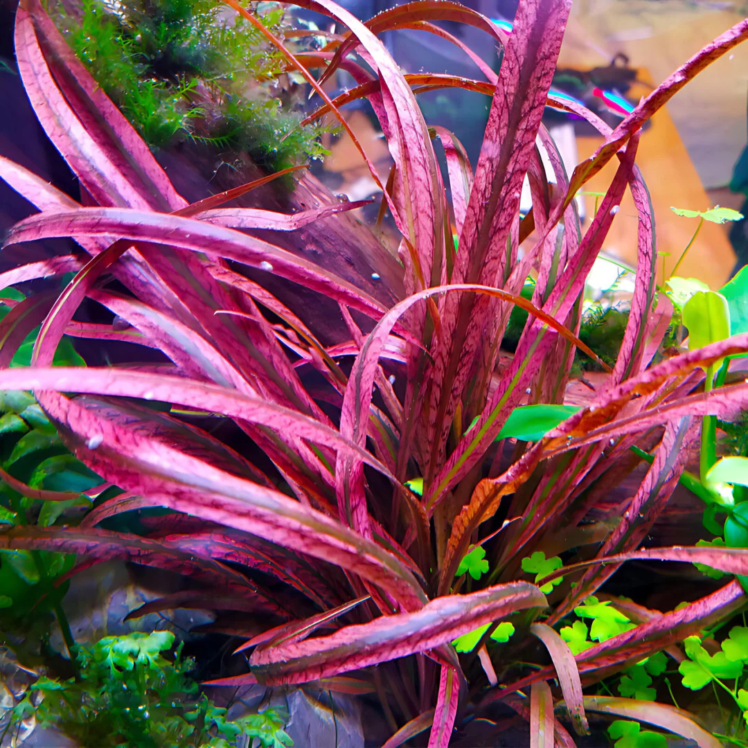 ADA IC195 Cryptocoryne Spiralis 'Red' | Aqua Club