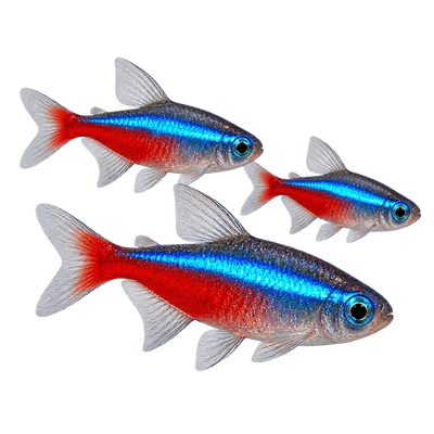 Tetras